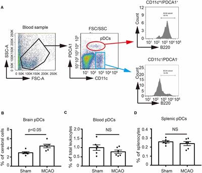 Plasmacytoid Dendritic Cells Protect Against Middle Cerebral Artery Occlusion Induced Brain Injury by Priming Regulatory T Cells